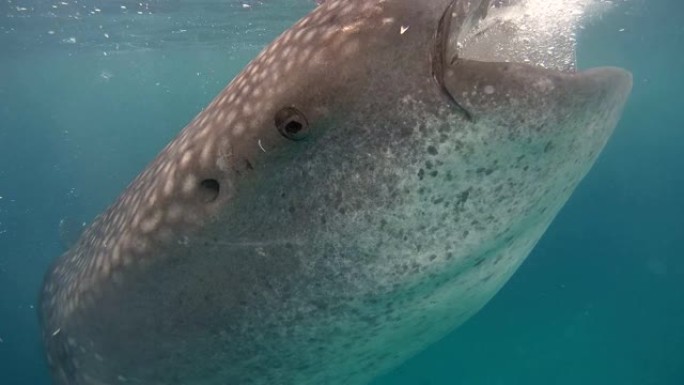 张开嘴的鲸鲨 (Rhincodon typus) 的特写镜头，在水面下喂食磷虾，Oslob，宿雾，菲