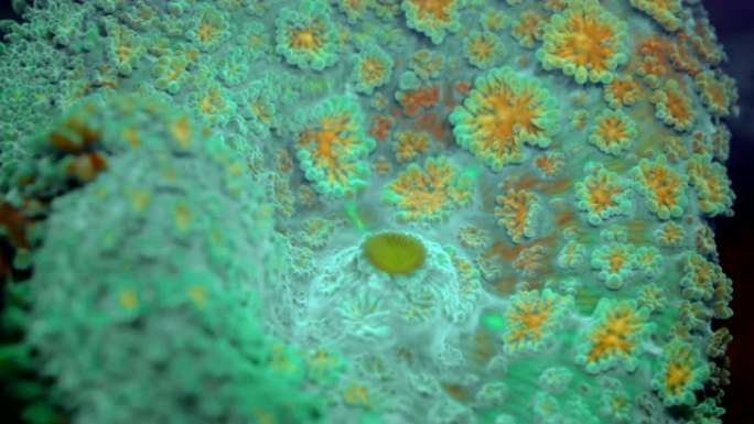 软珊瑚在紫外光下发出荧光。生物荧光海洋生物。软蘑菇珊瑚或圆盘海葵 (Discosoma sp。)。宏