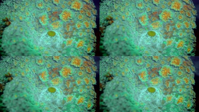 软珊瑚在紫外光下发出荧光。生物荧光海洋生物。软蘑菇珊瑚或圆盘海葵 (Discosoma sp。)。宏