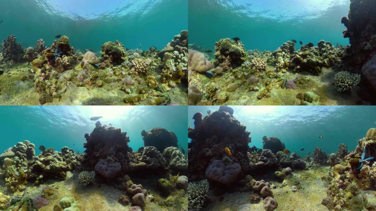 珊瑚礁和热带鱼