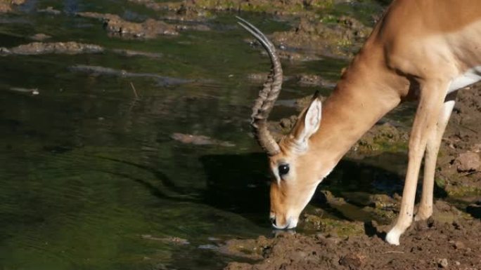 Impala，aepyceros melampus，男性饮用水，喇叭，肯尼亚的Tsavo公园，实时4