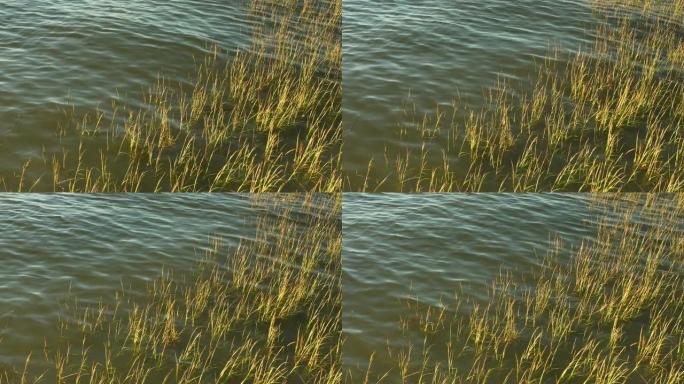 马什兰草和芦苇从河里长出来