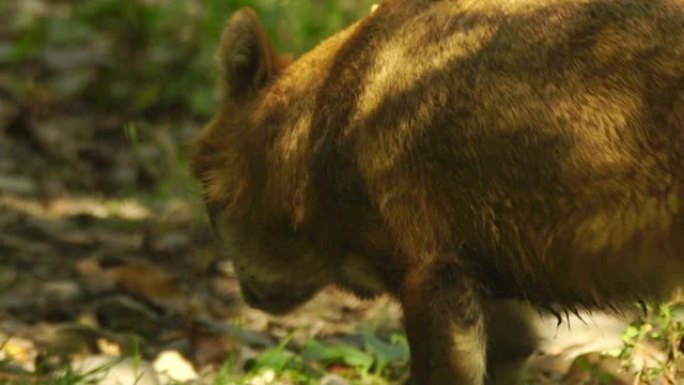欧洲胡狼 (Canis aureus moreoticus)
