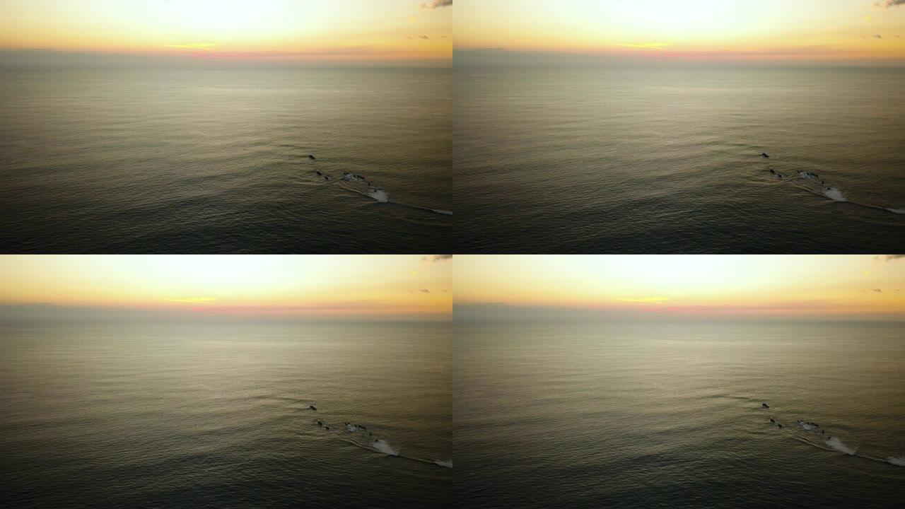 一群鲸鱼在日落时在海洋中游泳