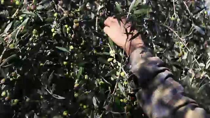 意大利的一块田地里收获的橄榄