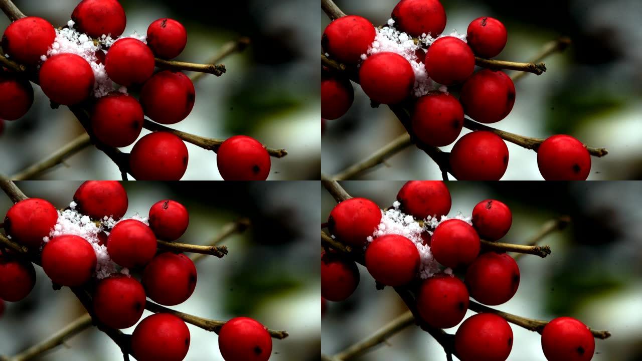 磨砂红色浆果，冬季背景
