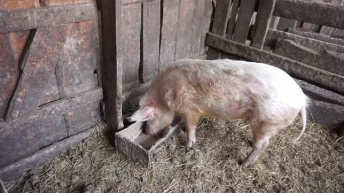 猪从谷仓的槽里吃东西。总体视图