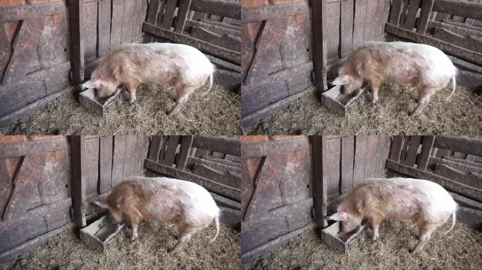 猪从谷仓的槽里吃东西。总体视图