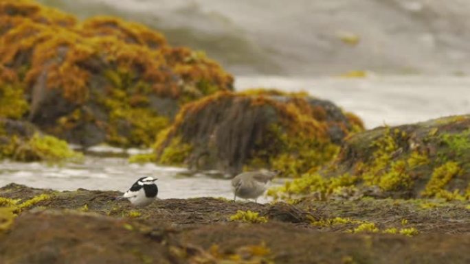 库纳希尔的白w (Motacilla alba lugens)