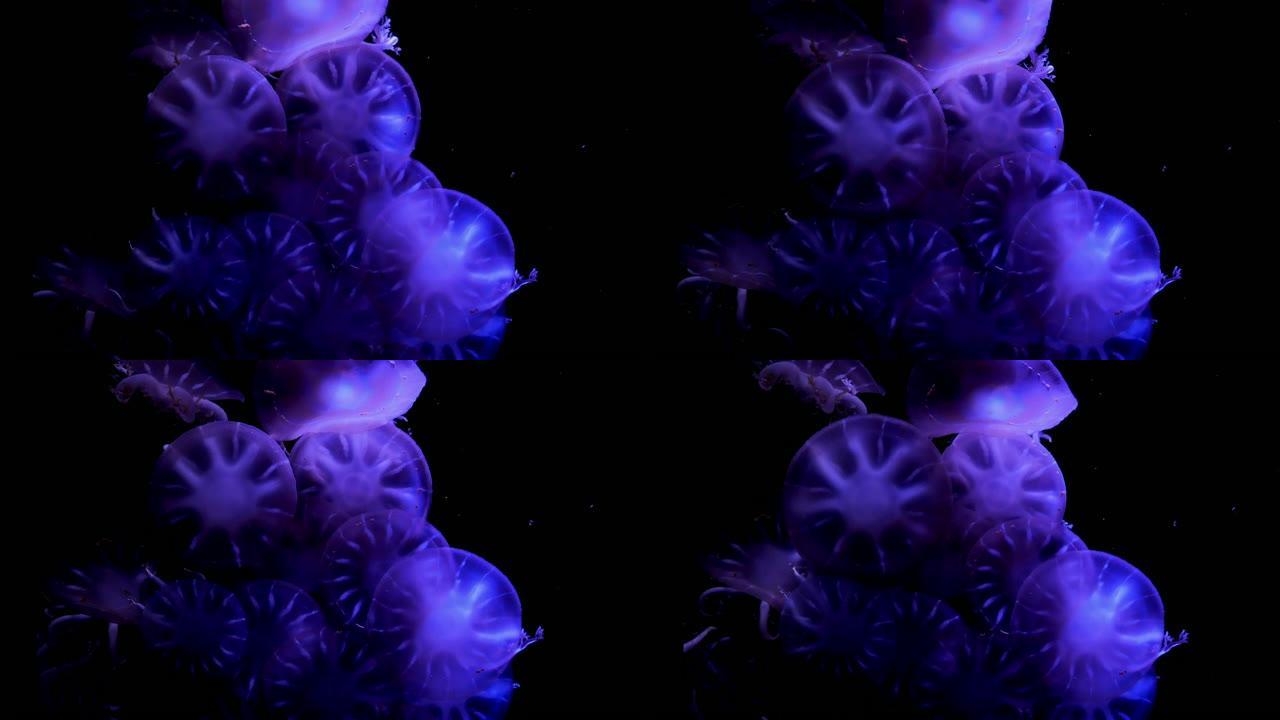 特写水母，霓虹灯鱼缸中的美杜莎。