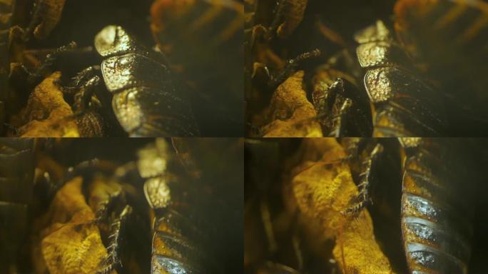 马达加斯加嘶嘶的蟑螂-沿着身体向下倾斜