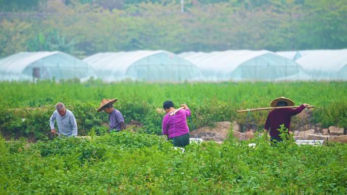 农村乡下农民务农农田稻田4K