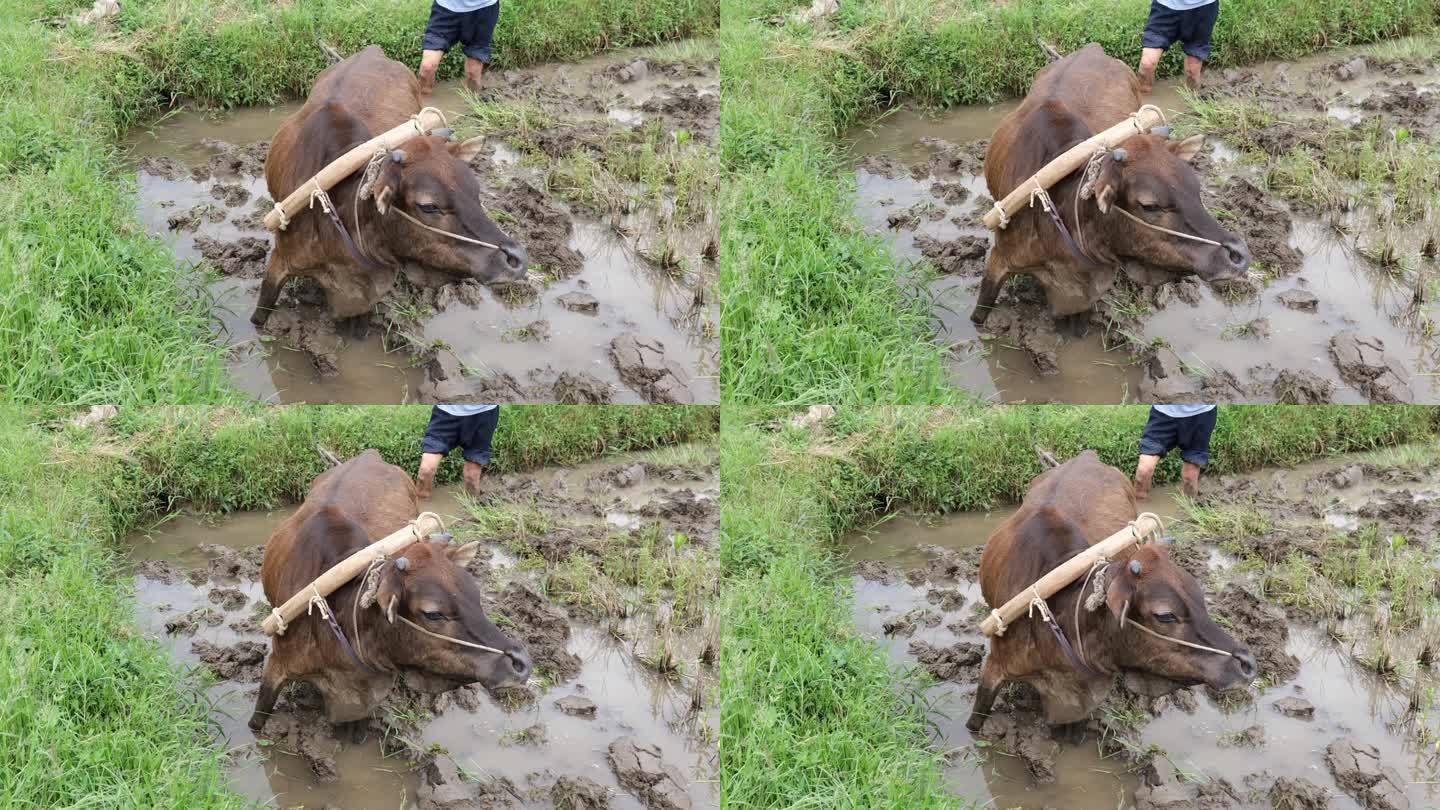 牛耕春耕犁田