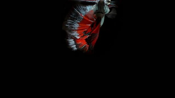 暹罗斗鱼 (Betta splendens) 的超慢动作，众所周知的名字是Plakat Thai