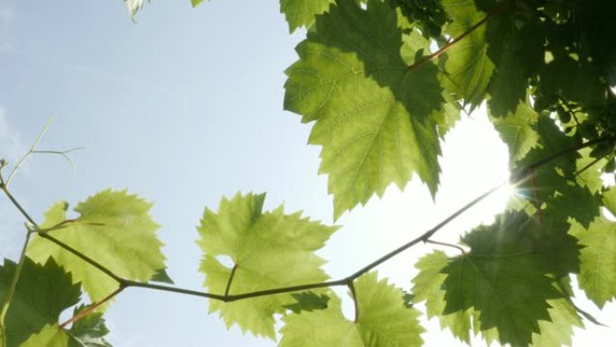 酿酒葡萄叶子新鲜绿色水果植物背景2160p 30fps超高清镜头-葡萄属幼果藤叶4K 3840X21