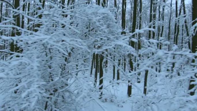 跟踪冬季在白雪皑皑的橡树林中稳定拍摄的照片