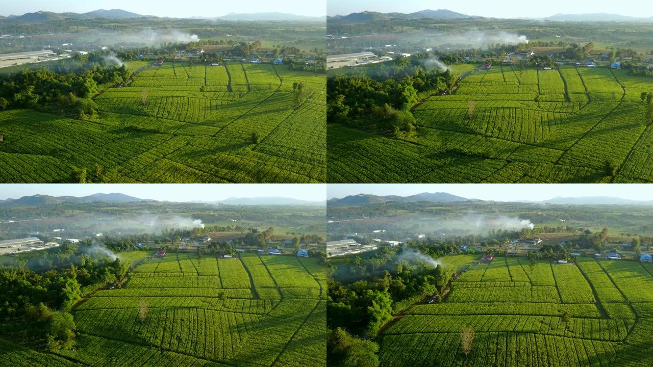 农村绿色玉米田的鸟瞰图。农村有耕地的景象。农业地块景观的几何形状。自然和农业工业。无人机拍摄的4k视