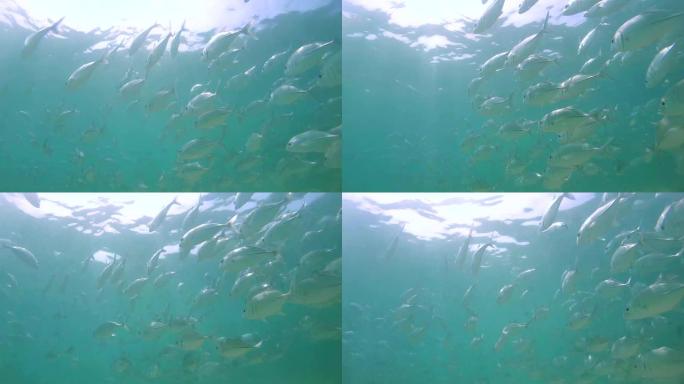 一大群鱼大眼trevally (Caranx sexfasciatus) 在水面下游泳 (仰视)，印