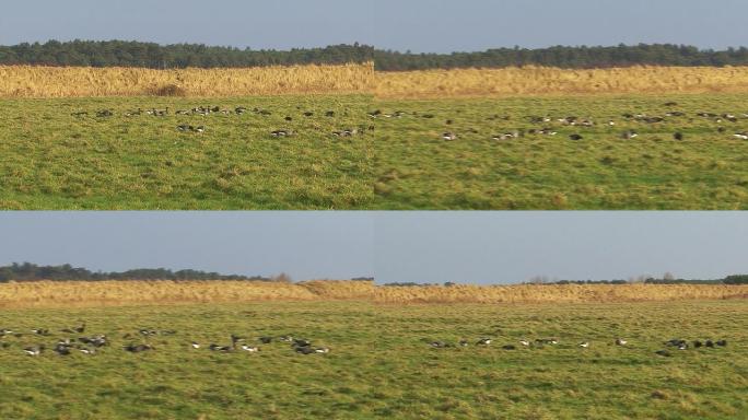 大群鸟布伦特鹅在草地上吃草。