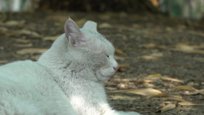 可爱的白色猫咪在树荫下睡觉