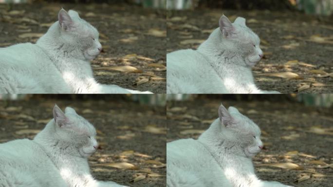 可爱的白色猫咪在树荫下睡觉