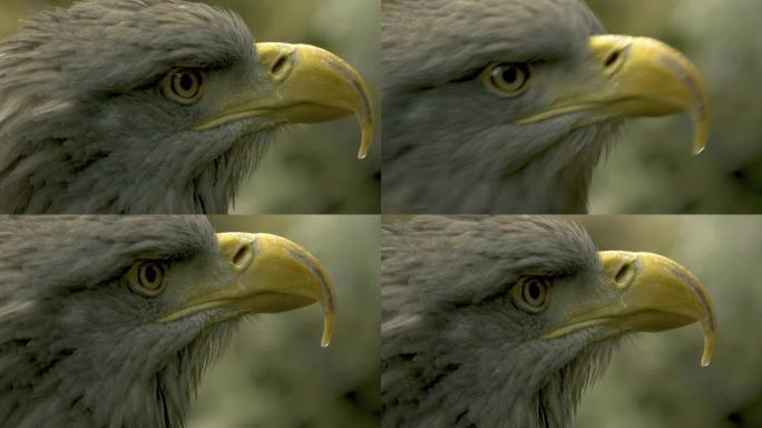 eagle头部轮廓的特写
