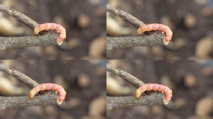 红色的Zeuzera咖啡或飞蛾茎蛀虫破坏树木。它是蔬菜和农业植物病害的危险虫害。