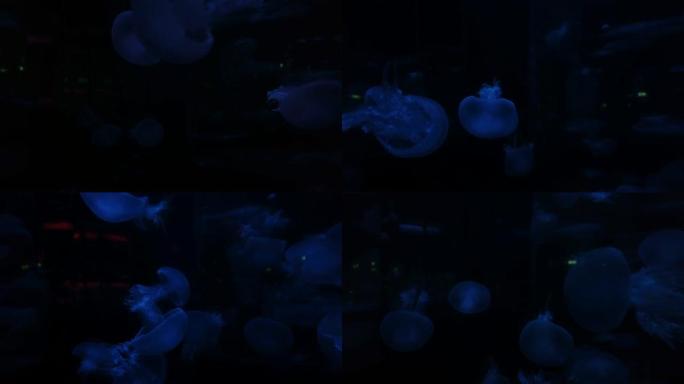 水族馆里一群五颜六色的，蓝色的，绿色的，红色的，紫色的水母。水母会改变颜色。海洋公园。香港。漂浮在水