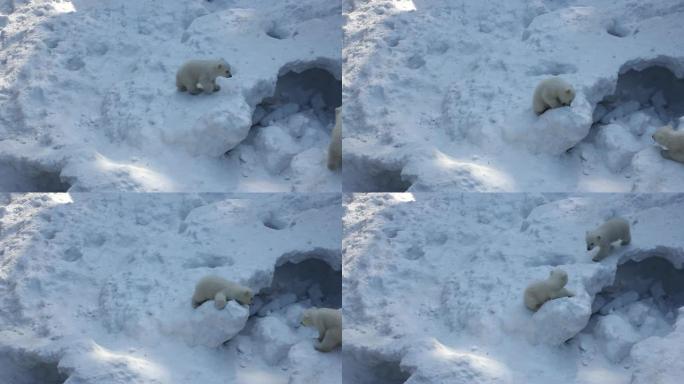 有小幼崽的白色北极熊家族。新生的北极熊幼崽在雪地上玩耍。