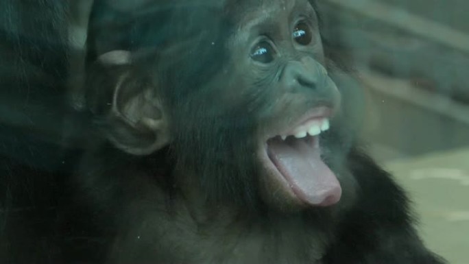 关闭婴儿倭黑猩猩野生动物园玻璃窗内饲养圈