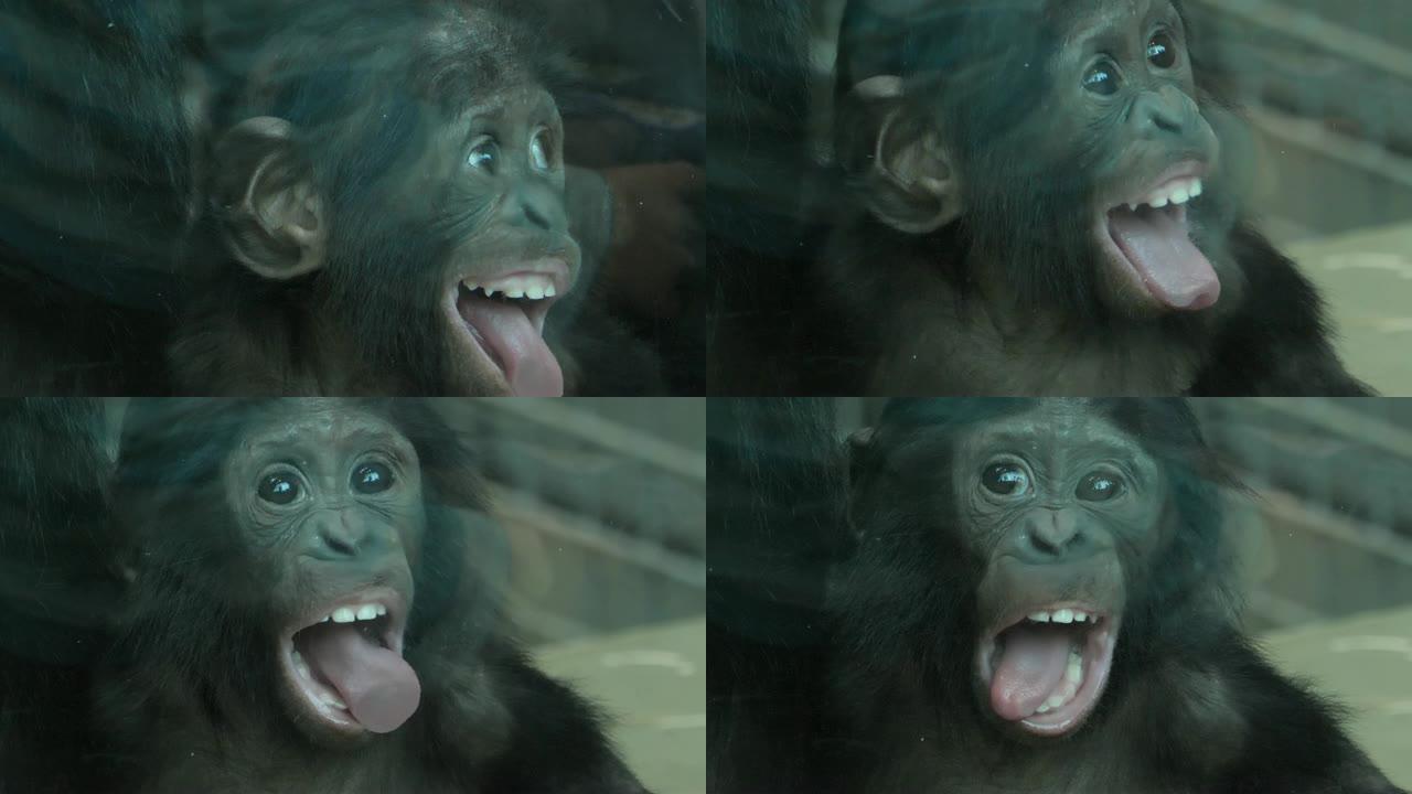 关闭婴儿倭黑猩猩野生动物园玻璃窗内饲养圈