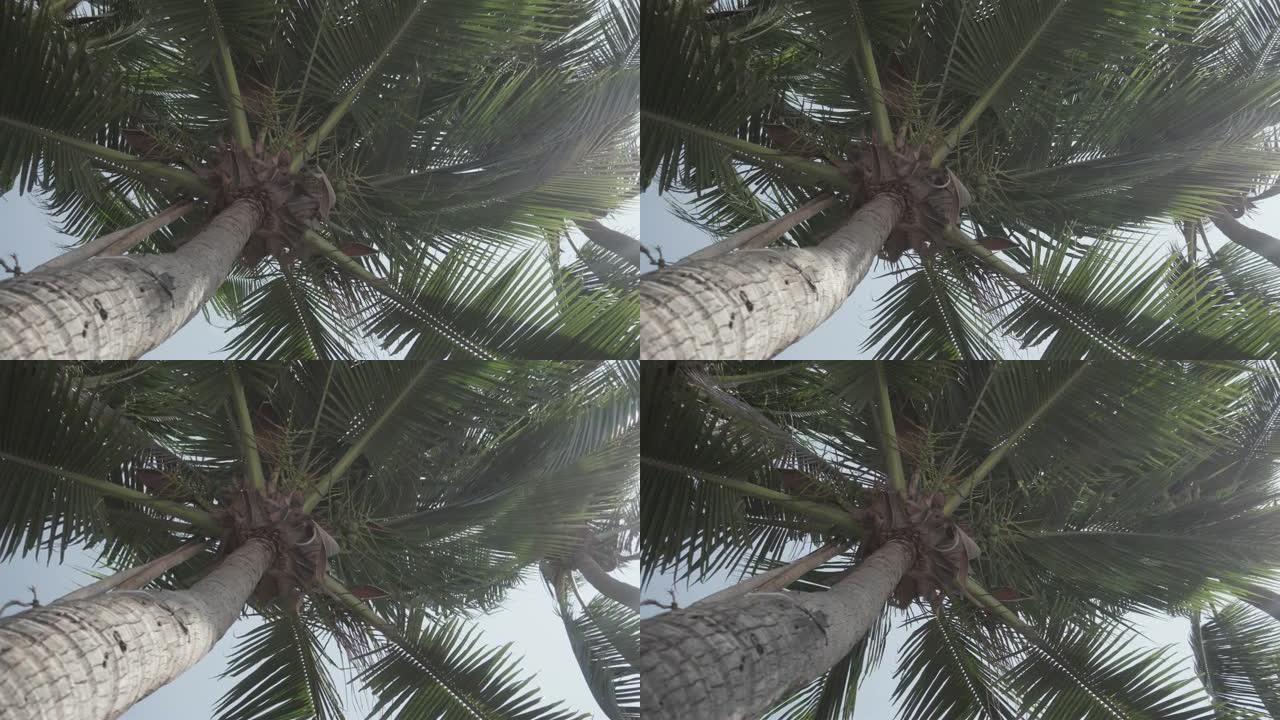 椰子树。泰国。