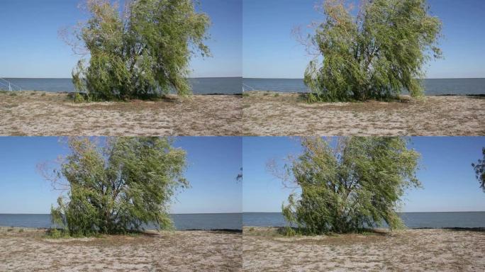 湖边蔓延的柳树。