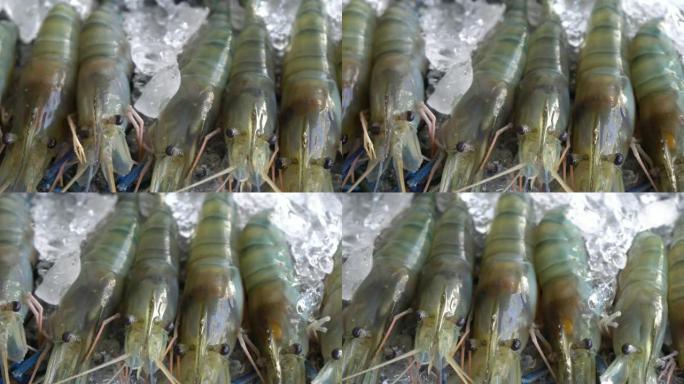 多莉拍摄河虾和冰上新鲜海鲜的特写镜头