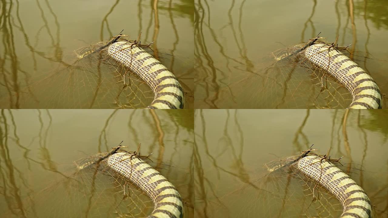 蛇被渔网捕获并在湖中漂浮死亡
