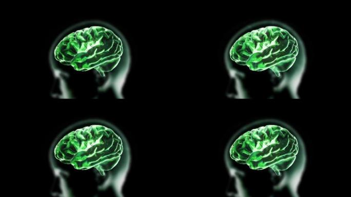 大脑3d渲染