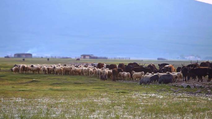 高原草地放牧耗牛羊群牛群黑猪