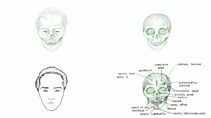 颅骨前视的视频剪辑草图