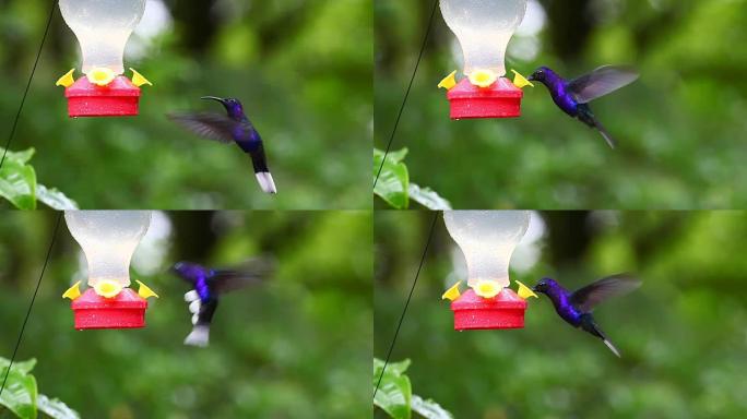 哥斯达黎加的紫罗兰色剑翅