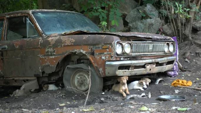 有小狗团体的旧车残骸。