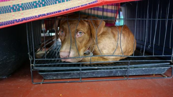 笼子里的斗牛犬