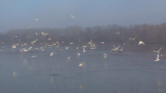 黑头鸥鸟飞越波兰比耶布扎河湿地