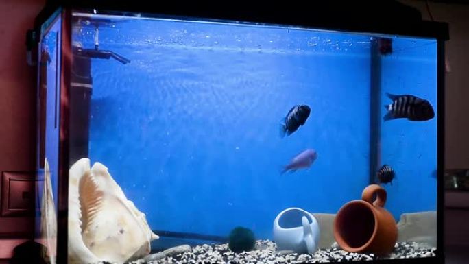 蓝色和黑色条纹的马拉维慈鲷在水族馆的蓝色水中游泳。水族馆。喂养血虫