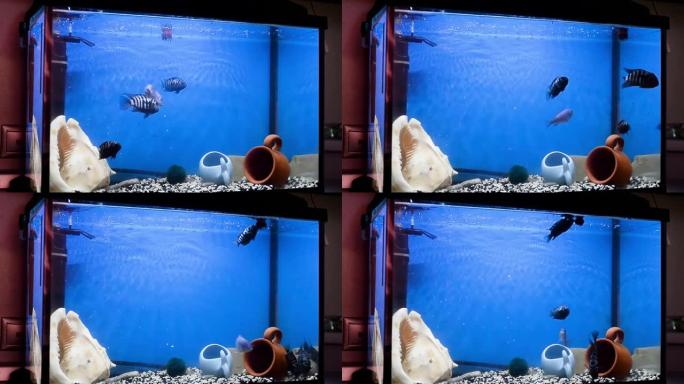 蓝色和黑色条纹的马拉维慈鲷在水族馆的蓝色水中游泳。水族馆。喂养血虫