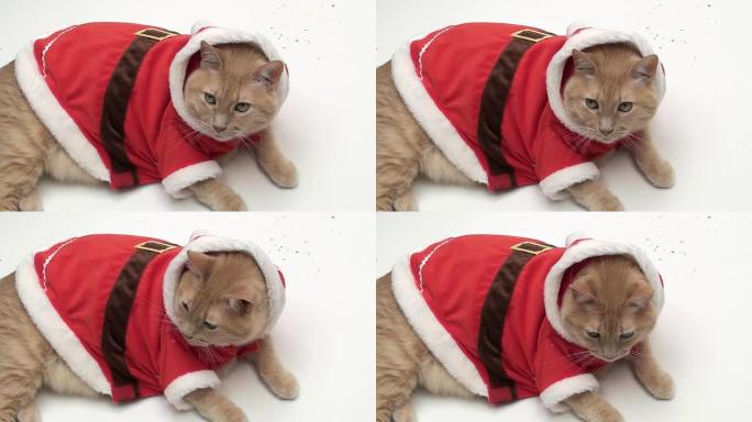肥猫是圣诞老人的服装-高清