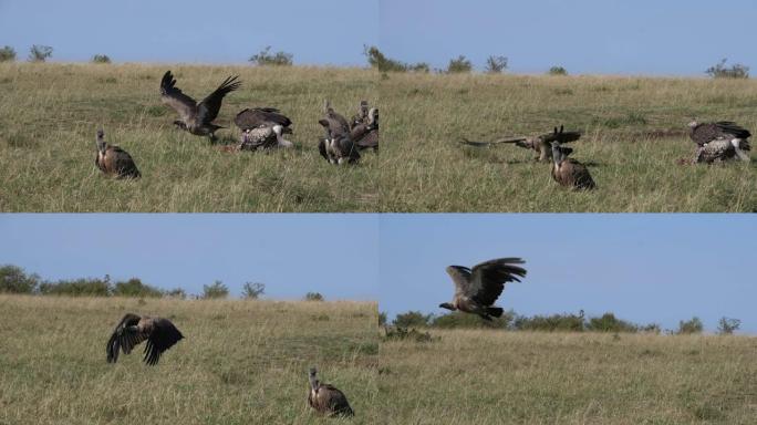 非洲白背秃鹰，非洲gyps，Ruppell的秃鹰，gyps rueppelli，集体吃尸体，肯尼亚马