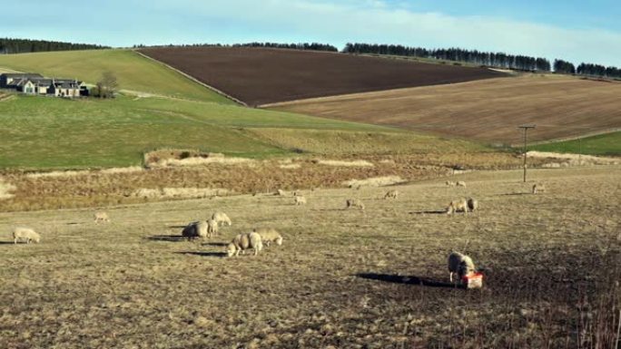 在英国苏格兰阿伯丁郡亨特利附近的草山上放牧的绵羊