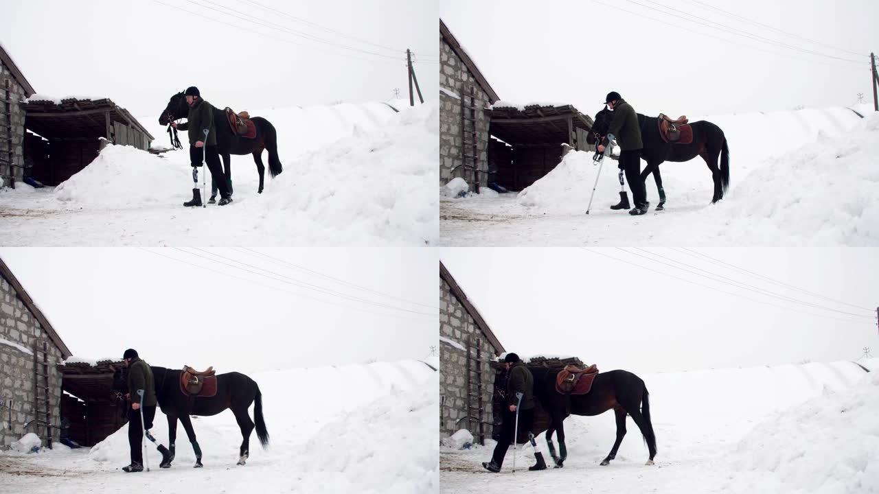 白雪皑皑的冬天，残疾男子骑师领跑，在路上牵着一匹黑马。男人有假肢而不是右腿。动物残疾人康复的概念。海