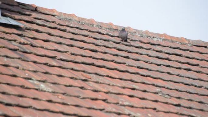 鸽子在屋顶上行走