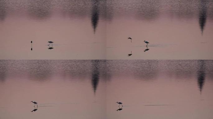 印度拉贾斯坦邦普什卡尔湖上的水鸟